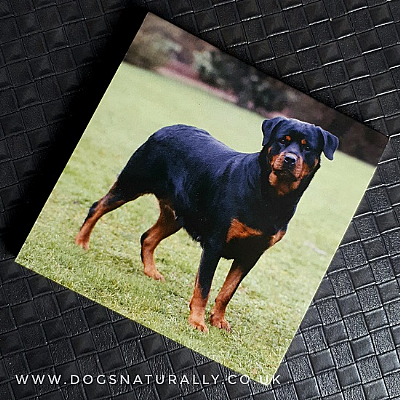 Rottweiler Magnetic Note Pad Square
